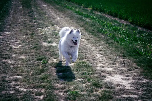 Reims, Fransa, 22 Mayıs 2025 Şampanya manzarasında beyaz köpek. İlkbaharda, Şampanya ovasındaki mısır gevreği tarlaları büyümeye ve ufku yoğun bir yeşille kaplamaya başlar..