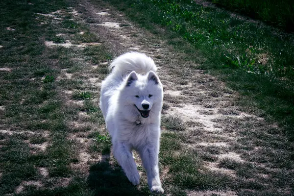 Reims, Fransa, 22 Mayıs 2025 Şampanya manzarasında beyaz köpek. İlkbaharda, Şampanya ovasındaki mısır gevreği tarlaları büyümeye ve ufku yoğun bir yeşille kaplamaya başlar..
