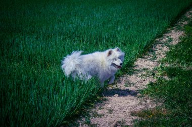 Reims, Fransa, 22 Mayıs 2025 Şampanya manzarasında beyaz köpek. İlkbaharda, Şampanya ovasındaki mısır gevreği tarlaları büyümeye ve ufku yoğun bir yeşille kaplamaya başlar..