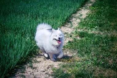 Reims, Fransa, 22 Mayıs 2025 Şampanya manzarasında beyaz köpek. İlkbaharda, Şampanya ovasındaki mısır gevreği tarlaları büyümeye ve ufku yoğun bir yeşille kaplamaya başlar..
