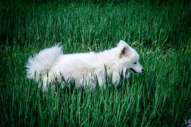 Reims, Fransa, 22 Mayıs 2025 Şampanya manzarasında beyaz köpek. İlkbaharda, Şampanya ovasındaki mısır gevreği tarlaları büyümeye ve ufku yoğun bir yeşille kaplamaya başlar..