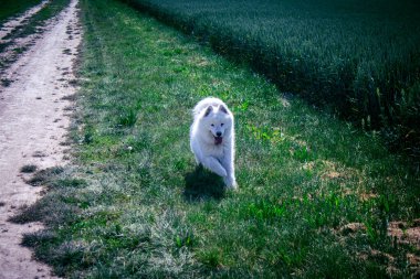 Reims, Fransa, 22 Mayıs 2025 Şampanya manzarasında beyaz köpek. İlkbaharda, Şampanya ovasındaki mısır gevreği tarlaları büyümeye ve ufku yoğun bir yeşille kaplamaya başlar..