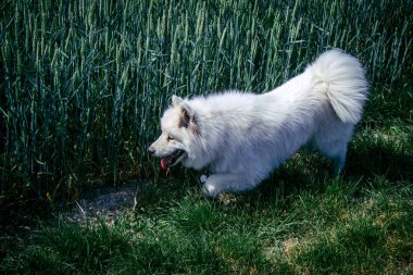 Reims, Fransa, 22 Mayıs 2025 Şampanya manzarasında beyaz köpek. İlkbaharda, Şampanya ovasındaki mısır gevreği tarlaları büyümeye ve ufku yoğun bir yeşille kaplamaya başlar..