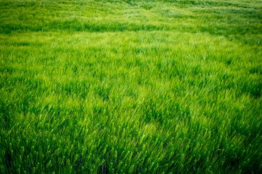 Reims, Fransa, 22 Mayıs 2025 Champagne peyzajı Fransa 'nın Reims kenti yakınlarında. İlkbaharda, Şampanya ovasındaki mısır gevreği tarlaları büyümeye ve ufku yoğun bir yeşille kaplamaya başlar..