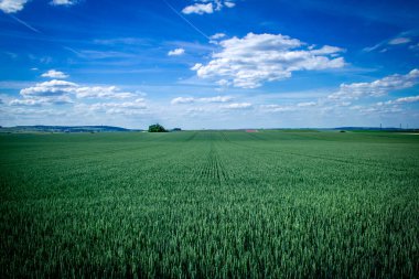 Reims, Fransa, 22 Mayıs 2025 Champagne peyzajı Fransa 'nın Reims kenti yakınlarında. İlkbaharda, Şampanya ovasındaki mısır gevreği tarlaları büyümeye ve ufku yoğun bir yeşille kaplamaya başlar..