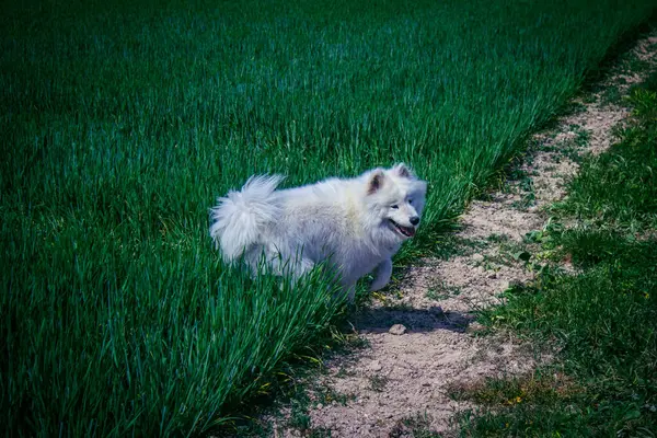 Reims, Fransa, 22 Mayıs 2025 Şampanya manzarasında beyaz köpek. İlkbaharda, Şampanya ovasındaki mısır gevreği tarlaları büyümeye ve ufku yoğun bir yeşille kaplamaya başlar..