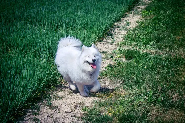 Reims, Fransa, 22 Mayıs 2025 Şampanya manzarasında beyaz köpek. İlkbaharda, Şampanya ovasındaki mısır gevreği tarlaları büyümeye ve ufku yoğun bir yeşille kaplamaya başlar..