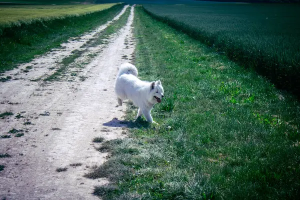 Reims, Fransa, 22 Mayıs 2025 Şampanya manzarasında beyaz köpek. İlkbaharda, Şampanya ovasındaki mısır gevreği tarlaları büyümeye ve ufku yoğun bir yeşille kaplamaya başlar..