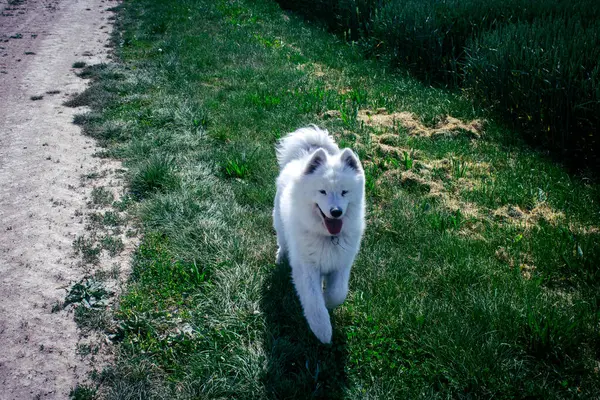 Reims, Fransa, 22 Mayıs 2025 Şampanya manzarasında beyaz köpek. İlkbaharda, Şampanya ovasındaki mısır gevreği tarlaları büyümeye ve ufku yoğun bir yeşille kaplamaya başlar..