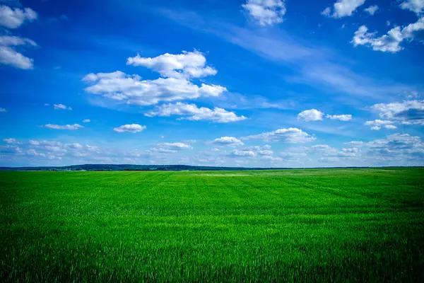 Reims, Fransa, 22 Mayıs 2025 Champagne peyzajı Fransa 'nın Reims kenti yakınlarında. İlkbaharda, Şampanya ovasındaki mısır gevreği tarlaları büyümeye ve ufku yoğun bir yeşille kaplamaya başlar..