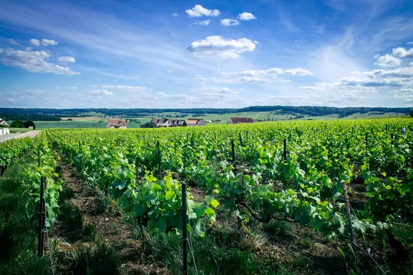 Reims, Fransa, 22 Mayıs 2025 Reims yakınlarındaki şampanya bağları. Şampanya şarapları dünya çapında bilinir ve eşsizdir çünkü sadece Fransa 'nın bu bölgesinde yetişir. Baharda yapraklar büyümeye başlar..