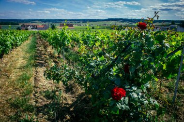 Reims, Fransa, 22 Mayıs 2025 Reims yakınlarındaki şampanya bağları. Şampanya şarapları dünya çapında bilinir ve eşsizdir çünkü sadece Fransa 'nın bu bölgesinde yetişir. Baharda yapraklar büyümeye başlar..