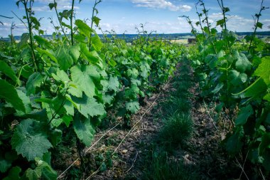 Reims, Fransa, 22 Mayıs 2025 Reims yakınlarındaki şampanya bağları. Şampanya şarapları dünya çapında bilinir ve eşsizdir çünkü sadece Fransa 'nın bu bölgesinde yetişir. Baharda yapraklar büyümeye başlar..