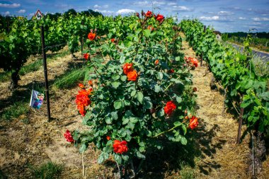 Reims, Fransa, 22 Mayıs 2025 Reims yakınlarındaki şampanya bağları. Şampanya şarapları dünya çapında bilinir ve eşsizdir çünkü sadece Fransa 'nın bu bölgesinde yetişir. Baharda yapraklar büyümeye başlar..