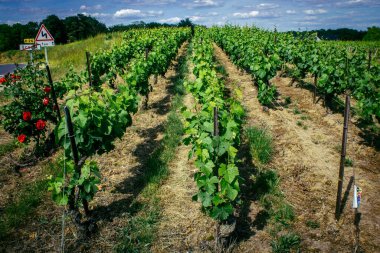 Reims, Fransa, 22 Mayıs 2025 Reims yakınlarındaki şampanya bağları. Şampanya şarapları dünya çapında bilinir ve eşsizdir çünkü sadece Fransa 'nın bu bölgesinde yetişir. Baharda yapraklar büyümeye başlar..