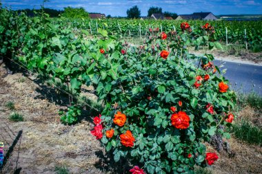 Reims, Fransa, 22 Mayıs 2025 Reims yakınlarındaki şampanya bağları. Şampanya şarapları dünya çapında bilinir ve eşsizdir çünkü sadece Fransa 'nın bu bölgesinde yetişir. Baharda yapraklar büyümeye başlar..