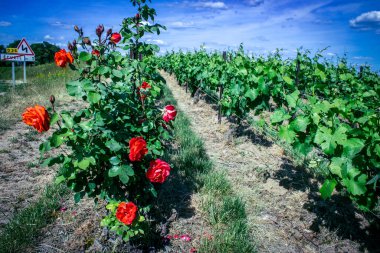 Reims, Fransa, 22 Mayıs 2025 Reims yakınlarındaki şampanya bağları. Şampanya şarapları dünya çapında bilinir ve eşsizdir çünkü sadece Fransa 'nın bu bölgesinde yetişir. Baharda yapraklar büyümeye başlar..