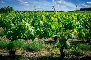 Reims, Fransa, 22 Mayıs 2025 Reims yakınlarındaki şampanya bağları. Şampanya şarapları dünya çapında bilinir ve eşsizdir çünkü sadece Fransa 'nın bu bölgesinde yetişir. Baharda yapraklar büyümeye başlar..