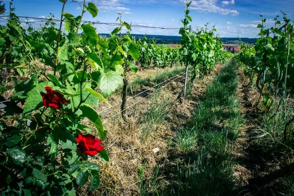 Reims, Fransa, 22 Mayıs 2025 Reims yakınlarındaki şampanya bağları. Şampanya şarapları dünya çapında bilinir ve eşsizdir çünkü sadece Fransa 'nın bu bölgesinde yetişir. Baharda yapraklar büyümeye başlar..