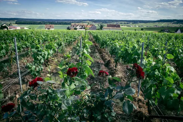 Reims, Fransa, 22 Mayıs 2025 Reims yakınlarındaki şampanya bağları. Şampanya şarapları dünya çapında bilinir ve eşsizdir çünkü sadece Fransa 'nın bu bölgesinde yetişir. Baharda yapraklar büyümeye başlar..
