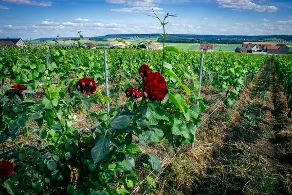 Reims, Fransa, 22 Mayıs 2025 Reims yakınlarındaki şampanya bağları. Şampanya şarapları dünya çapında bilinir ve eşsizdir çünkü sadece Fransa 'nın bu bölgesinde yetişir. Baharda yapraklar büyümeye başlar..