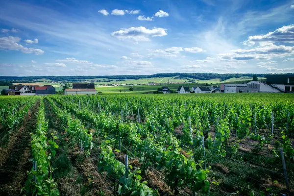 Reims, Fransa, 22 Mayıs 2025 Reims yakınlarındaki şampanya bağları. Şampanya şarapları dünya çapında bilinir ve eşsizdir çünkü sadece Fransa 'nın bu bölgesinde yetişir. Baharda yapraklar büyümeye başlar..