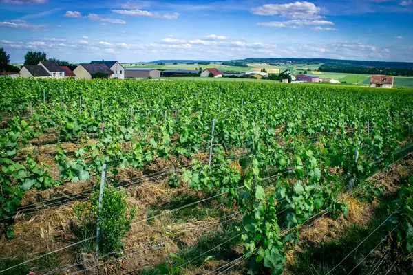 Reims, Fransa, 22 Mayıs 2025 Reims yakınlarındaki şampanya bağları. Şampanya şarapları dünya çapında bilinir ve eşsizdir çünkü sadece Fransa 'nın bu bölgesinde yetişir. Baharda yapraklar büyümeye başlar..