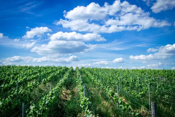 Reims, Fransa, 22 Mayıs 2025 Reims yakınlarındaki şampanya bağları. Şampanya şarapları dünya çapında bilinir ve eşsizdir çünkü sadece Fransa 'nın bu bölgesinde yetişir. Baharda yapraklar büyümeye başlar..