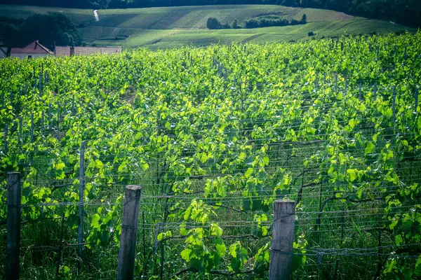 Reims, Fransa, 22 Mayıs 2025 Reims yakınlarındaki şampanya bağları. Şampanya şarapları dünya çapında bilinir ve eşsizdir çünkü sadece Fransa 'nın bu bölgesinde yetişir. Baharda yapraklar büyümeye başlar..