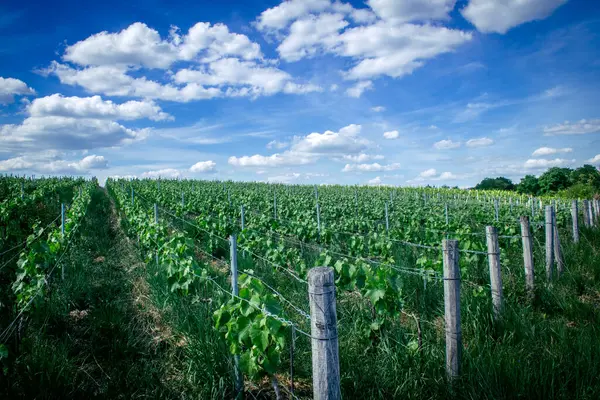 Reims, Fransa, 22 Mayıs 2025 Reims yakınlarındaki şampanya bağları. Şampanya şarapları dünya çapında bilinir ve eşsizdir çünkü sadece Fransa 'nın bu bölgesinde yetişir. Baharda yapraklar büyümeye başlar..