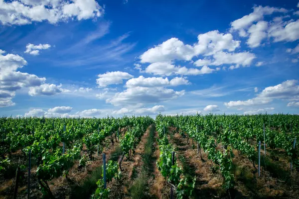Reims, Fransa, 22 Mayıs 2025 Reims yakınlarındaki şampanya bağları. Şampanya şarapları dünya çapında bilinir ve eşsizdir çünkü sadece Fransa 'nın bu bölgesinde yetişir. Baharda yapraklar büyümeye başlar..