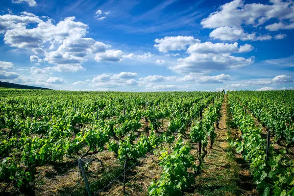 Reims, Fransa, 22 Mayıs 2025 Reims yakınlarındaki şampanya bağları. Şampanya şarapları dünya çapında bilinir ve eşsizdir çünkü sadece Fransa 'nın bu bölgesinde yetişir. Baharda yapraklar büyümeye başlar..