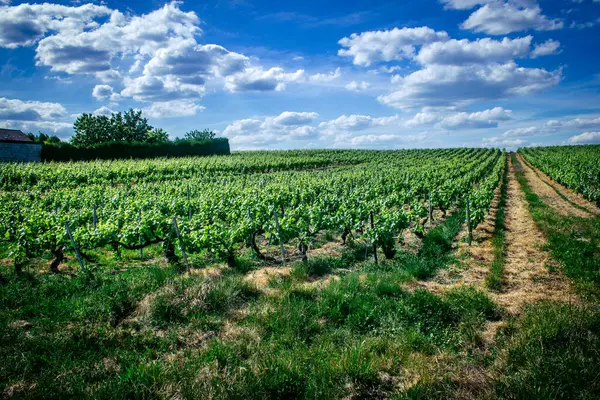Reims, Fransa, 22 Mayıs 2025 Reims yakınlarındaki şampanya bağları. Şampanya şarapları dünya çapında bilinir ve eşsizdir çünkü sadece Fransa 'nın bu bölgesinde yetişir. Baharda yapraklar büyümeye başlar..