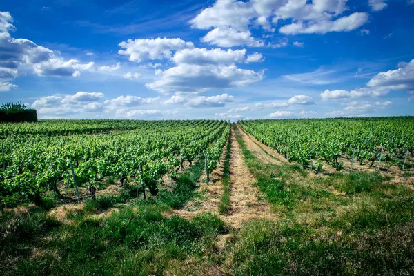 Reims, Fransa, 22 Mayıs 2025 Reims yakınlarındaki şampanya bağları. Şampanya şarapları dünya çapında bilinir ve eşsizdir çünkü sadece Fransa 'nın bu bölgesinde yetişir. Baharda yapraklar büyümeye başlar..