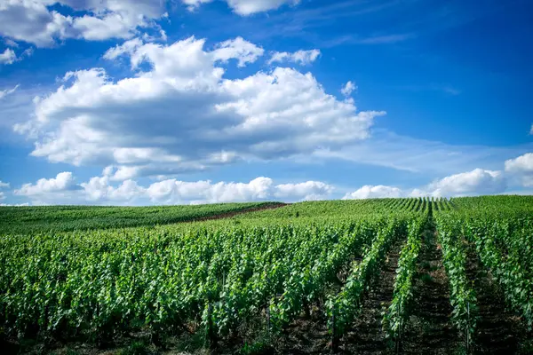 Reims, Fransa, 22 Mayıs 2025 Reims yakınlarındaki şampanya bağları. Şampanya şarapları dünya çapında bilinir ve eşsizdir çünkü sadece Fransa 'nın bu bölgesinde yetişir. Baharda yapraklar büyümeye başlar..