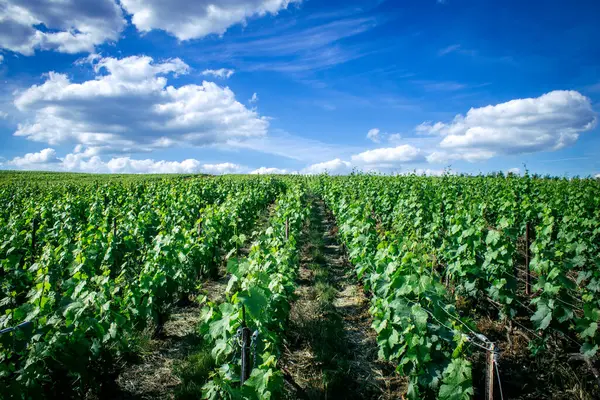 Reims, Fransa, 22 Mayıs 2025 Reims yakınlarındaki şampanya bağları. Şampanya şarapları dünya çapında bilinir ve eşsizdir çünkü sadece Fransa 'nın bu bölgesinde yetişir. Baharda yapraklar büyümeye başlar..