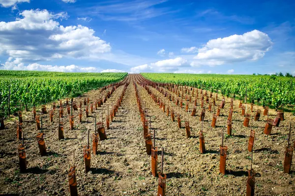 Reims, Fransa, 22 Mayıs 2025 Reims yakınlarındaki şampanya bağları. Şampanya şarapları dünya çapında bilinir ve eşsizdir çünkü sadece Fransa 'nın bu bölgesinde yetişir. Baharda yapraklar büyümeye başlar..