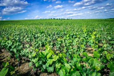 Reims, Fransa, 22 Mayıs 2025 Reims yakınlarındaki şampanya bağları. Şampanya şarapları dünya çapında bilinir ve eşsizdir çünkü sadece Fransa 'nın bu bölgesinde yetişir. Baharda yapraklar büyümeye başlar..