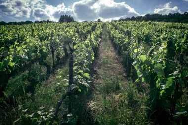 Reims, Fransa, 22 Mayıs 2025 Reims yakınlarındaki şampanya bağları. Şampanya şarapları dünya çapında bilinir ve eşsizdir çünkü sadece Fransa 'nın bu bölgesinde yetişir. Baharda yapraklar büyümeye başlar..