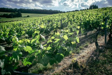 Reims, Fransa, 22 Mayıs 2025 Reims yakınlarındaki şampanya bağları. Şampanya şarapları dünya çapında bilinir ve eşsizdir çünkü sadece Fransa 'nın bu bölgesinde yetişir. Baharda yapraklar büyümeye başlar..