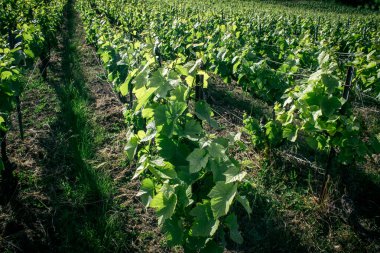 Reims, Fransa, 22 Mayıs 2025 Reims yakınlarındaki şampanya bağları. Şampanya şarapları dünya çapında bilinir ve eşsizdir çünkü sadece Fransa 'nın bu bölgesinde yetişir. Baharda yapraklar büyümeye başlar..