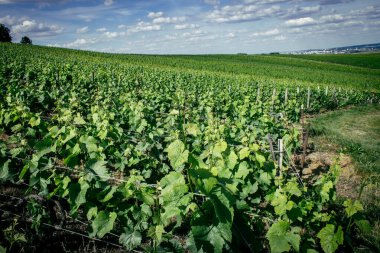 Reims, Fransa, 22 Mayıs 2025 Reims yakınlarındaki şampanya bağları. Şampanya şarapları dünya çapında bilinir ve eşsizdir çünkü sadece Fransa 'nın bu bölgesinde yetişir. Baharda yapraklar büyümeye başlar..