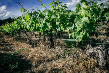 Reims, Fransa, 22 Mayıs 2025 Reims yakınlarındaki şampanya bağları. Şampanya şarapları dünya çapında bilinir ve eşsizdir çünkü sadece Fransa 'nın bu bölgesinde yetişir. Baharda yapraklar büyümeye başlar..