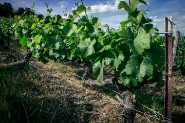 Reims, Fransa, 22 Mayıs 2025 Reims yakınlarındaki şampanya bağları. Şampanya şarapları dünya çapında bilinir ve eşsizdir çünkü sadece Fransa 'nın bu bölgesinde yetişir. Baharda yapraklar büyümeye başlar..