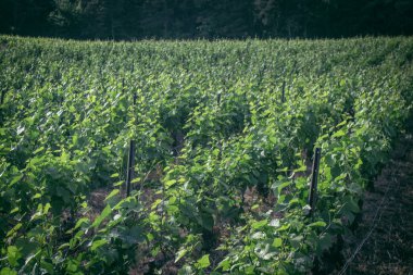 Reims, Fransa, 22 Mayıs 2025 Reims yakınlarındaki şampanya bağları. Şampanya şarapları dünya çapında bilinir ve eşsizdir çünkü sadece Fransa 'nın bu bölgesinde yetişir. Baharda yapraklar büyümeye başlar..