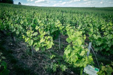 Reims, Fransa, 22 Mayıs 2025 Reims yakınlarındaki şampanya bağları. Şampanya şarapları dünya çapında bilinir ve eşsizdir çünkü sadece Fransa 'nın bu bölgesinde yetişir. Baharda yapraklar büyümeye başlar..