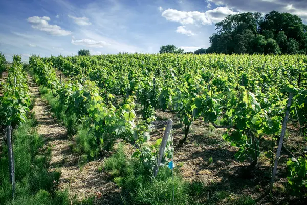 Reims, Fransa, 22 Mayıs 2025 Reims yakınlarındaki şampanya bağları. Şampanya şarapları dünya çapında bilinir ve eşsizdir çünkü sadece Fransa 'nın bu bölgesinde yetişir. Baharda yapraklar büyümeye başlar..