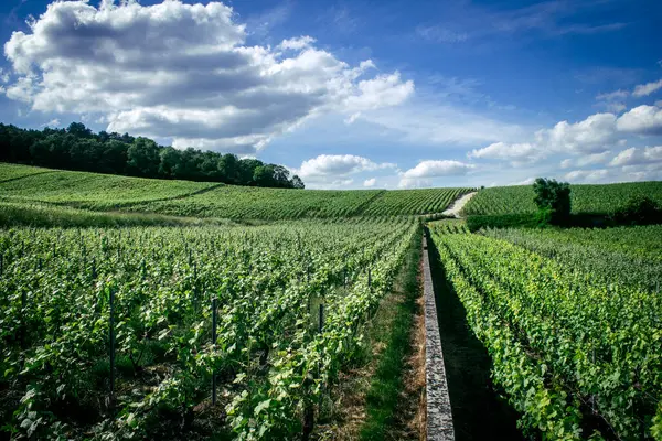 Reims, Fransa, 22 Mayıs 2025 Reims yakınlarındaki şampanya bağları. Şampanya şarapları dünya çapında bilinir ve eşsizdir çünkü sadece Fransa 'nın bu bölgesinde yetişir. Baharda yapraklar büyümeye başlar..