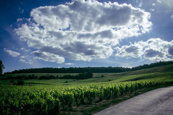 Reims, Fransa, 22 Mayıs 2025 Reims yakınlarındaki şampanya bağları. Şampanya şarapları dünya çapında bilinir ve eşsizdir çünkü sadece Fransa 'nın bu bölgesinde yetişir. Baharda yapraklar büyümeye başlar..