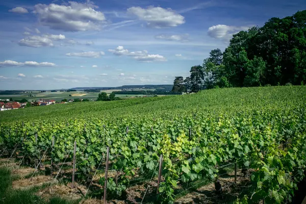 Reims, Fransa, 22 Mayıs 2025 Reims yakınlarındaki şampanya bağları. Şampanya şarapları dünya çapında bilinir ve eşsizdir çünkü sadece Fransa 'nın bu bölgesinde yetişir. Baharda yapraklar büyümeye başlar..